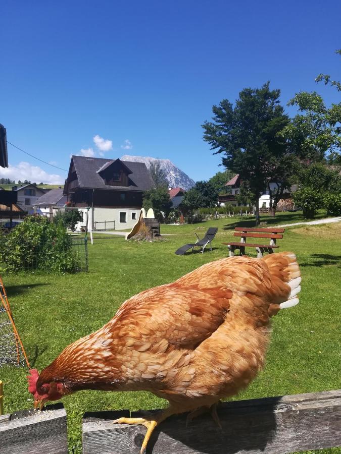 Lasserhof Aigen im Ennstal Kültér fotó