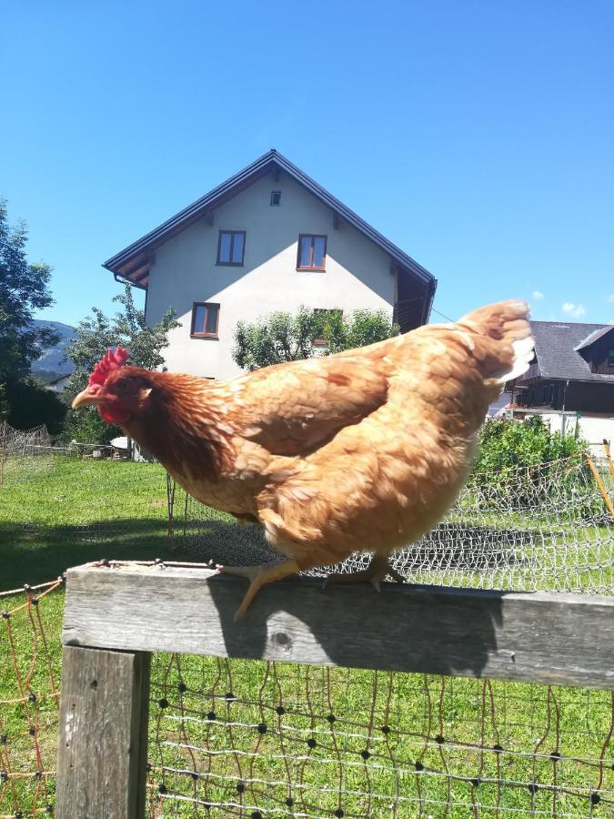 Lasserhof Aigen im Ennstal Kültér fotó